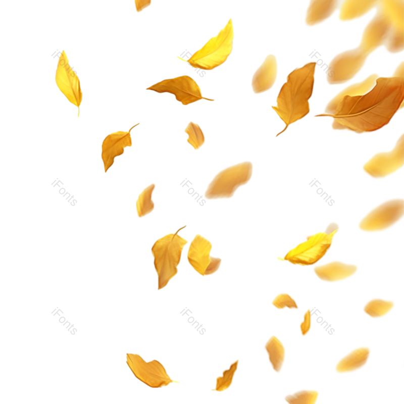叶子图片,秋天元素,简约PNG,漂浮元素免抠素材